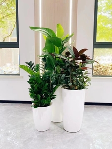 宁波江北花卉租摆